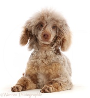 Chocolate merle Poodle lying with head up