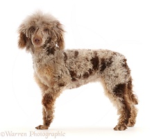 Chocolate merle Poodle standing