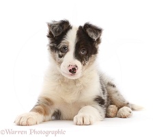 Border Collie puppy lying with head up