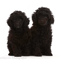 Two Black Poodle puppies, 8 weeks old, sitting