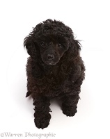 Black Poodle puppy, 8 weeks old, sitting and looking up
