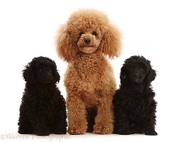 Apricot mother poodle with two black pups