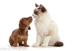 Ragdoll kitten and Dachshund puppy