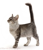 Mackerel Silver Tabby cat, standing with tail up