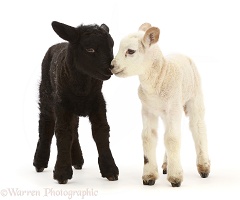 Black Suffolk lamb nuzzling white Texel-cross lamb