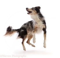 Border Collie-cross dog, jumping and turning