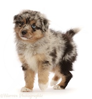 Mini American Shepherd puppy