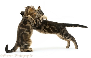 Two tabby kittens play fighting