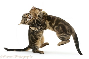 Two tabby kittens play fighting
