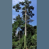 Borneo rainforest tree