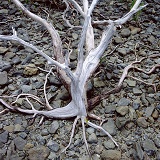 Dead Mangrove roots 3D 1 R