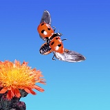 Ladybird take-off