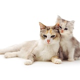 Cute cat and kitten photo WP14196
