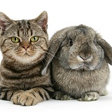 British Shorthair Brown tabby cat with agouti Lop rabbit