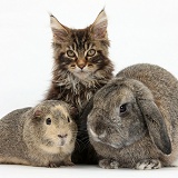 Maine Coon kitten with rabbit and guinea pig