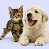 Tabby Kitten and Golden Retriever puppy