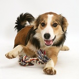 Young tricolour Border Collie pup with ragger toy