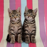 Cute tabby kittens, sitting on stripy background