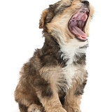 Yorkipoo pup, 6 weeks old, yawning
