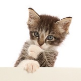 Tabby kitten, paws over with cheeky expression