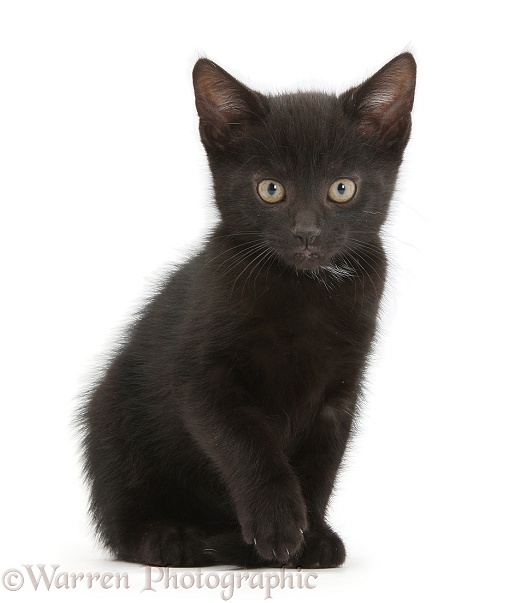Black kitten photo WP36546